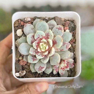 Echeveria Jelly Jam