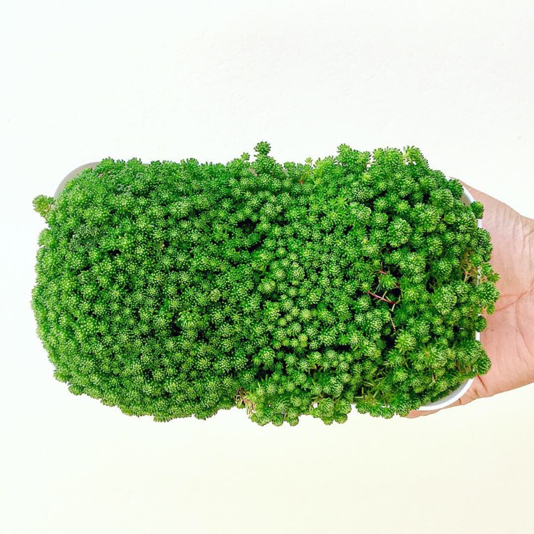 Plant image Sedum lydium