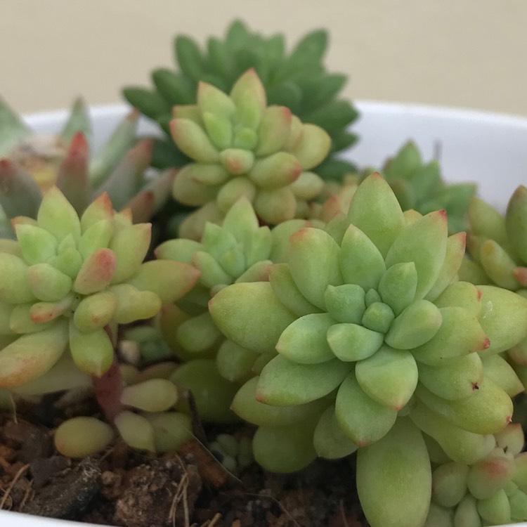 Plant image Sedum Canny Hinny