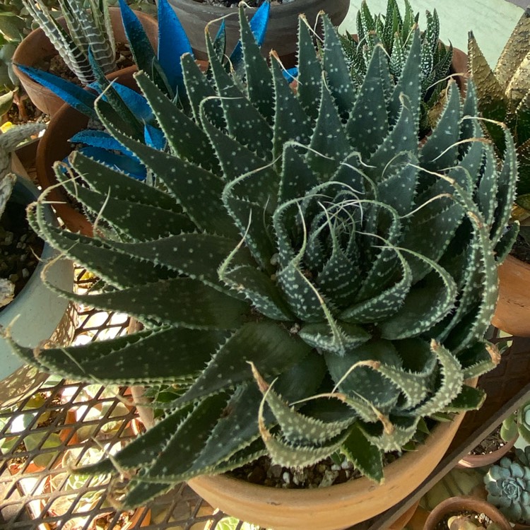 plant image 1240279