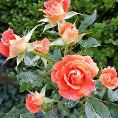 Rose (Shrub)