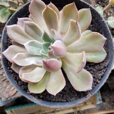 Echeveria 'Morning Beauty'