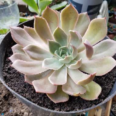 Echeveria 'Mexican Snowball'