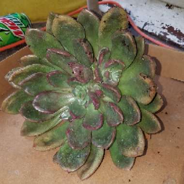 Graptoveria Hybrid