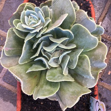 Echeveria Bladerunner