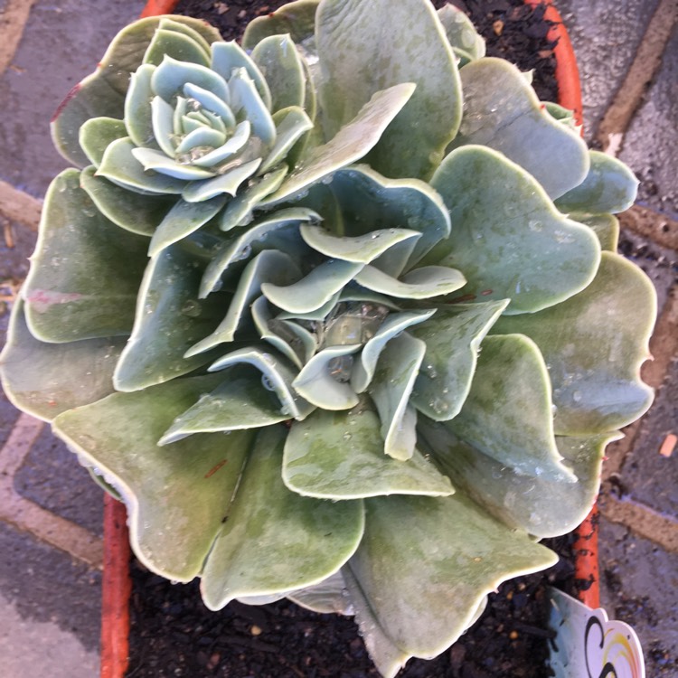 Plant image Echeveria Bladerunner