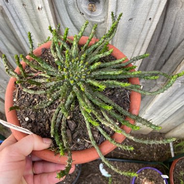 Euphorbia caput-medusae