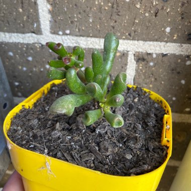 Crassula ovata 'Gollum'