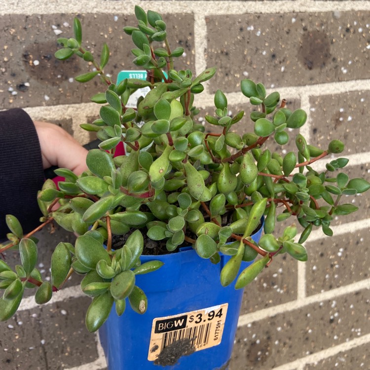 Plant image Crassula rogersii