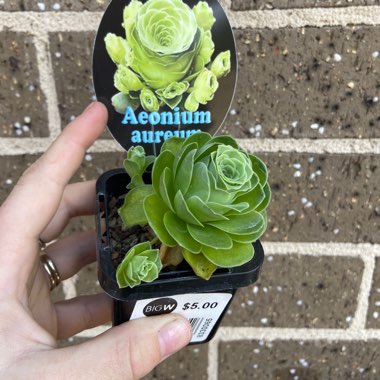 Aeonium Aureum