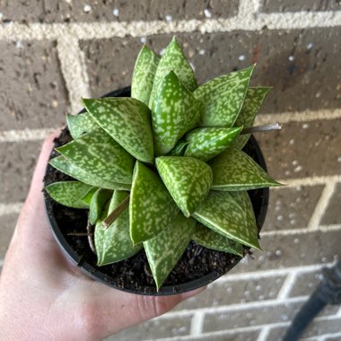 x Gasterhaworthia 'Rosava'