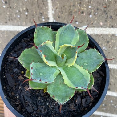 Agave parryi 'Cream spike'