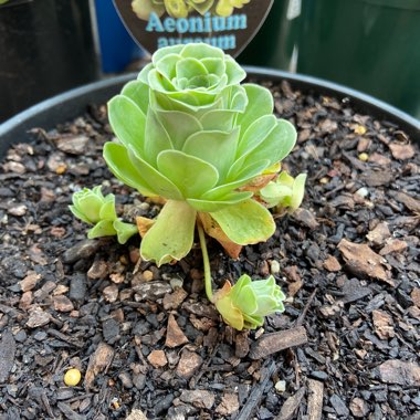 Aeonium Aureum