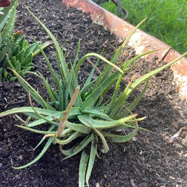 Aloe dwarf hybrid var. 'X5' Porcupine