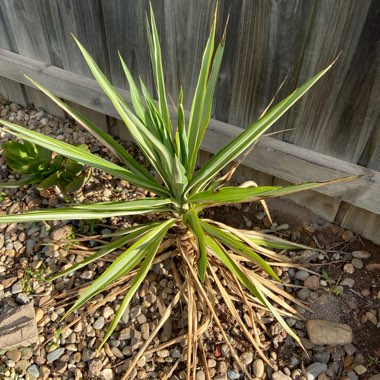 Yucca filamentosa 'Color Guard'