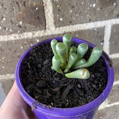 Fenestraria aurantiaca