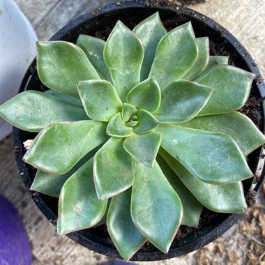 Echeveria Riga