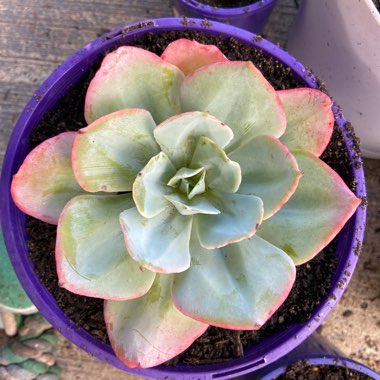 Echeveria Cloudburst