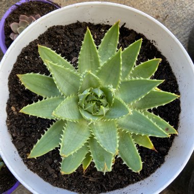 Aloe Polyphylla