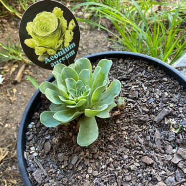 Aeonium Aureum