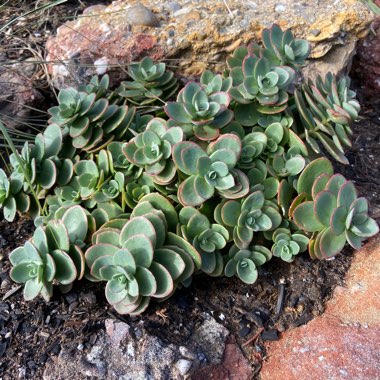 Hylotelephium Sunsparkler Lime Zinger