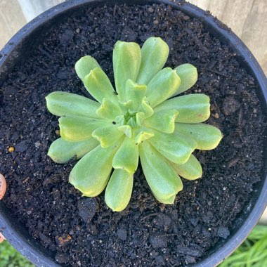 Echeveria 'Irish Mint'