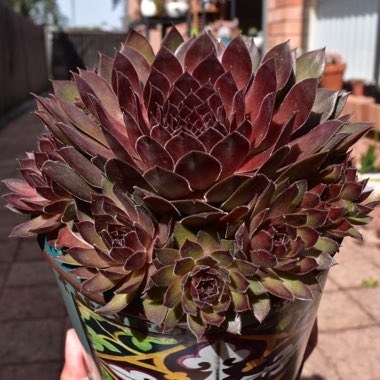 Sempervivum Pacific Red Rose