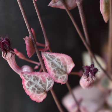 Ceropegia linearis subsp. woodii variegata