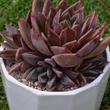 Echeveria Champagne