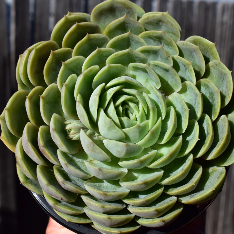 Plant image Echeveria Onslow