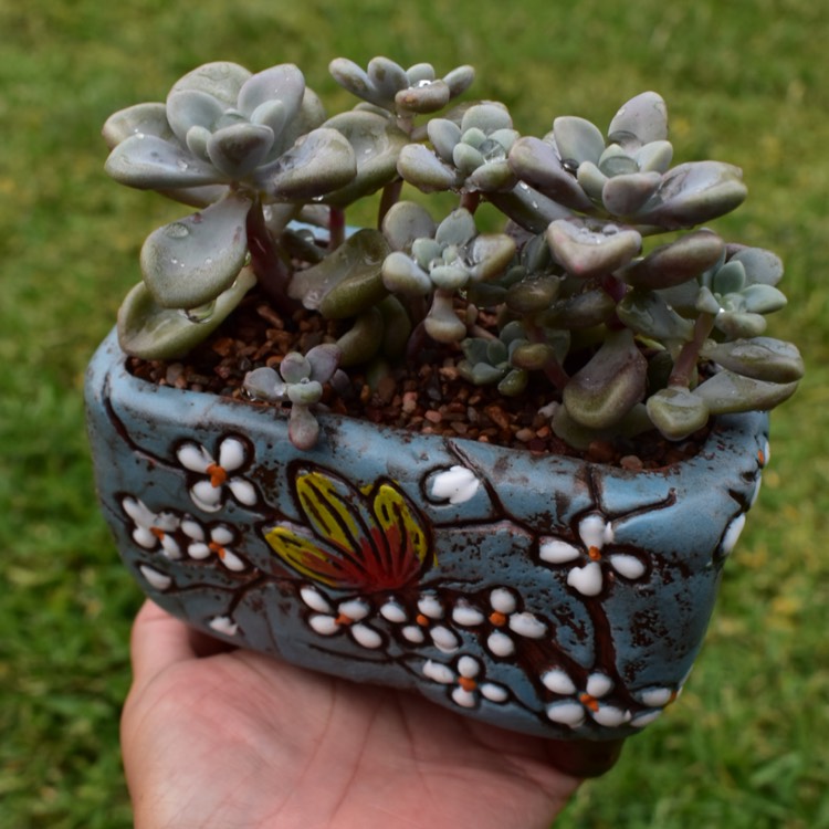 Plant image Graptopetalum Ellen