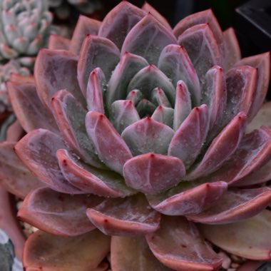 Echeveria Champagne