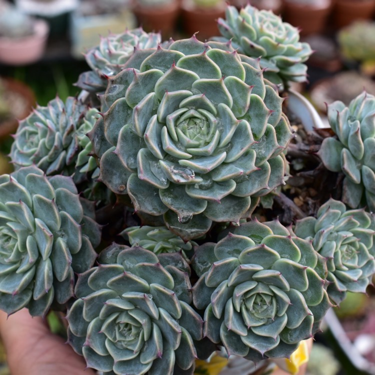 Plant image Echeveria Halbingeri