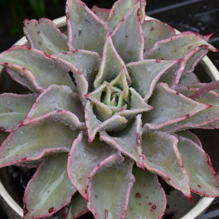 plant image 1545214