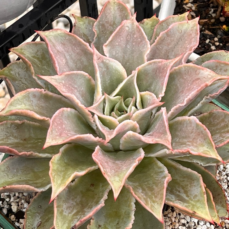 Plant image Echeveria Madiba