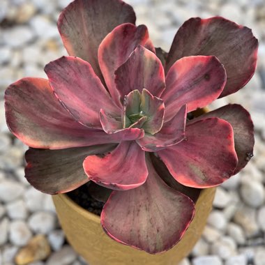 Red Phoenix Variegated 