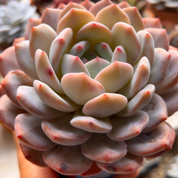 Plant image Echeveria Orange Monroe