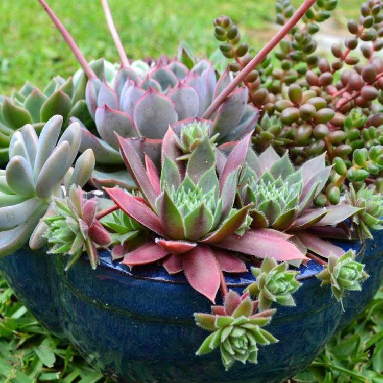 Plant image Sempervivum Irazu