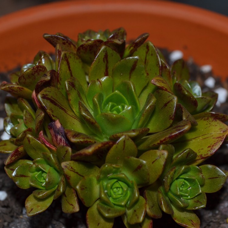 Plant image Aeonium Bronze Medal