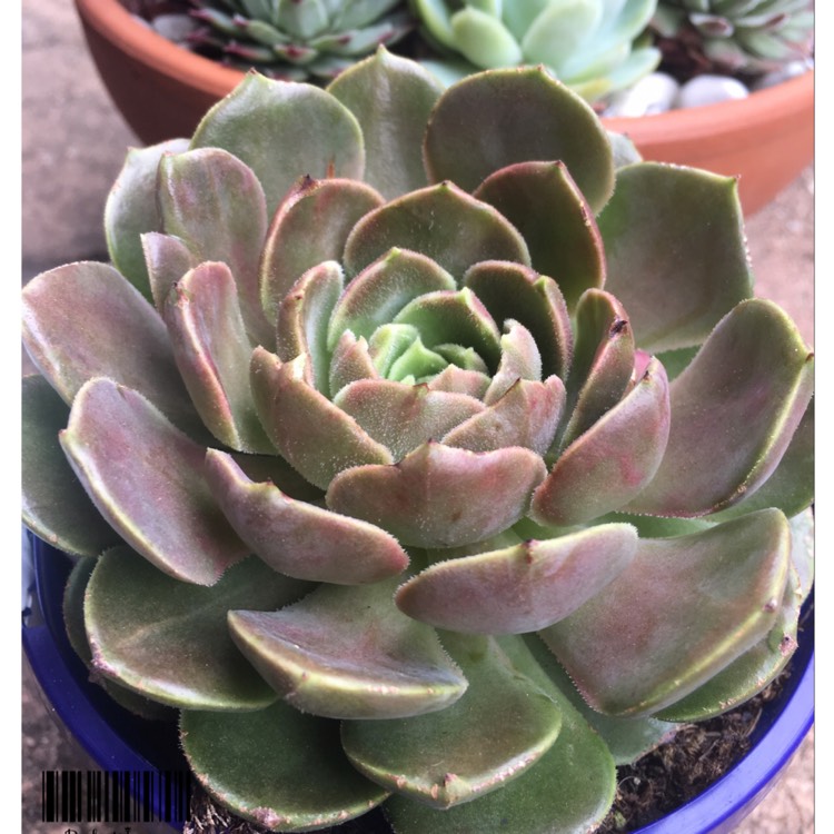 Plant image Echeveria Brown Rose