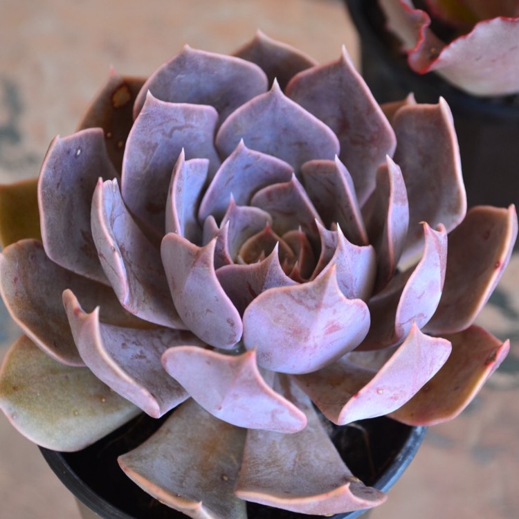 Plant image Echeveria Linda Jean