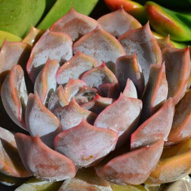 Echeveria Orion