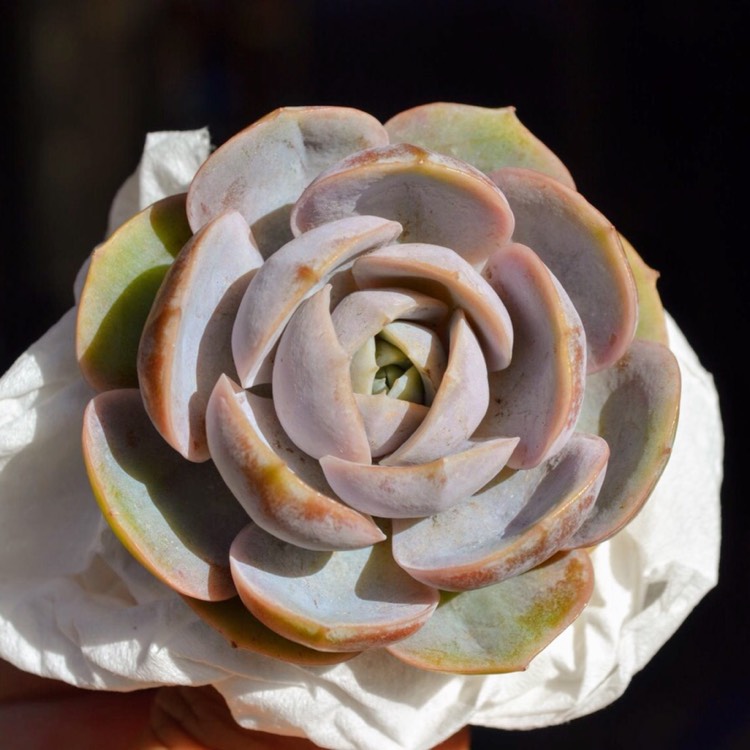 Plant image Echeveria Blue Surprise