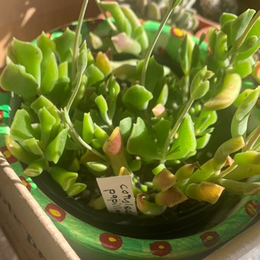 Cotyledon 'Papillaris String Form'