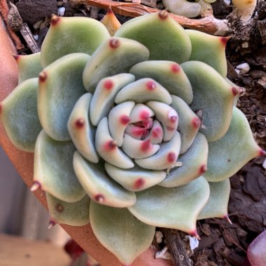 Echeveria 'Chihuahuaensis'