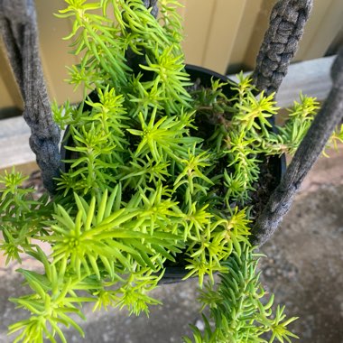 Stonecrop 'Gold Mound'