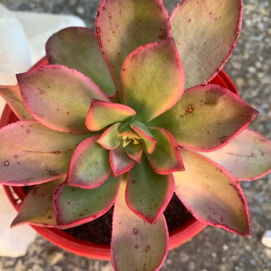 Aeonium 'Kiwi'