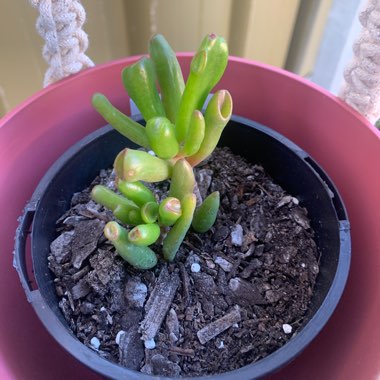 Crassula Ovata 'Ogre Ears'