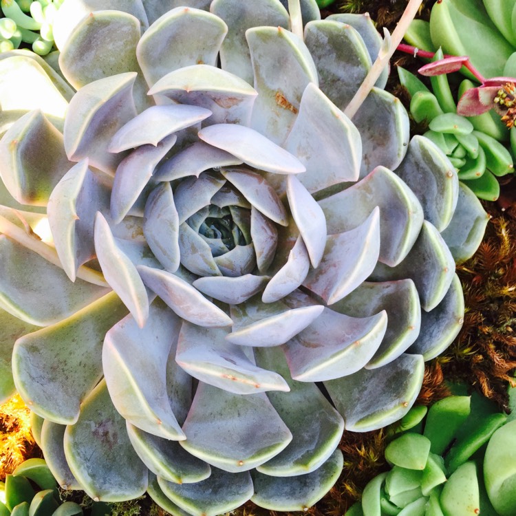 Plant image Echeveria Orion