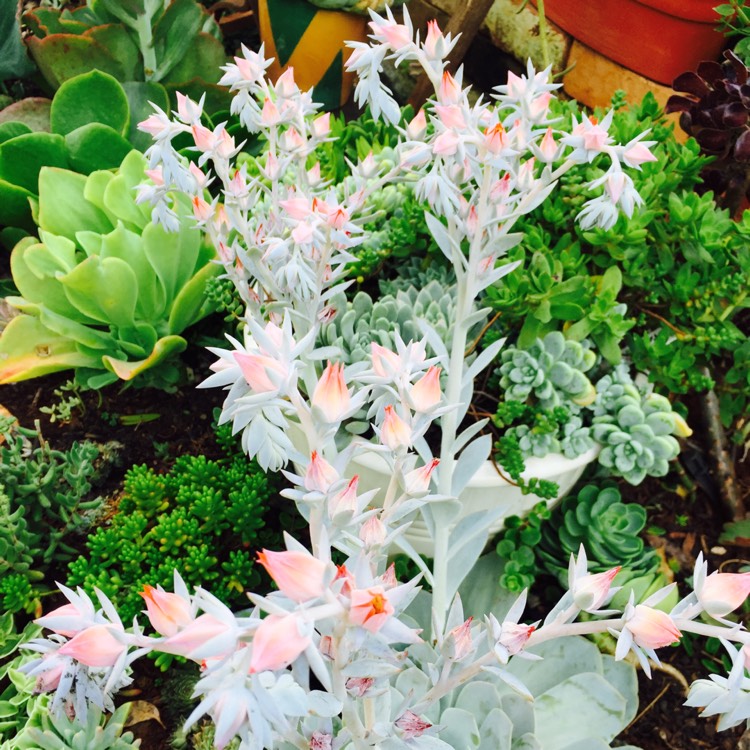 Plant image Echeveria Domingo